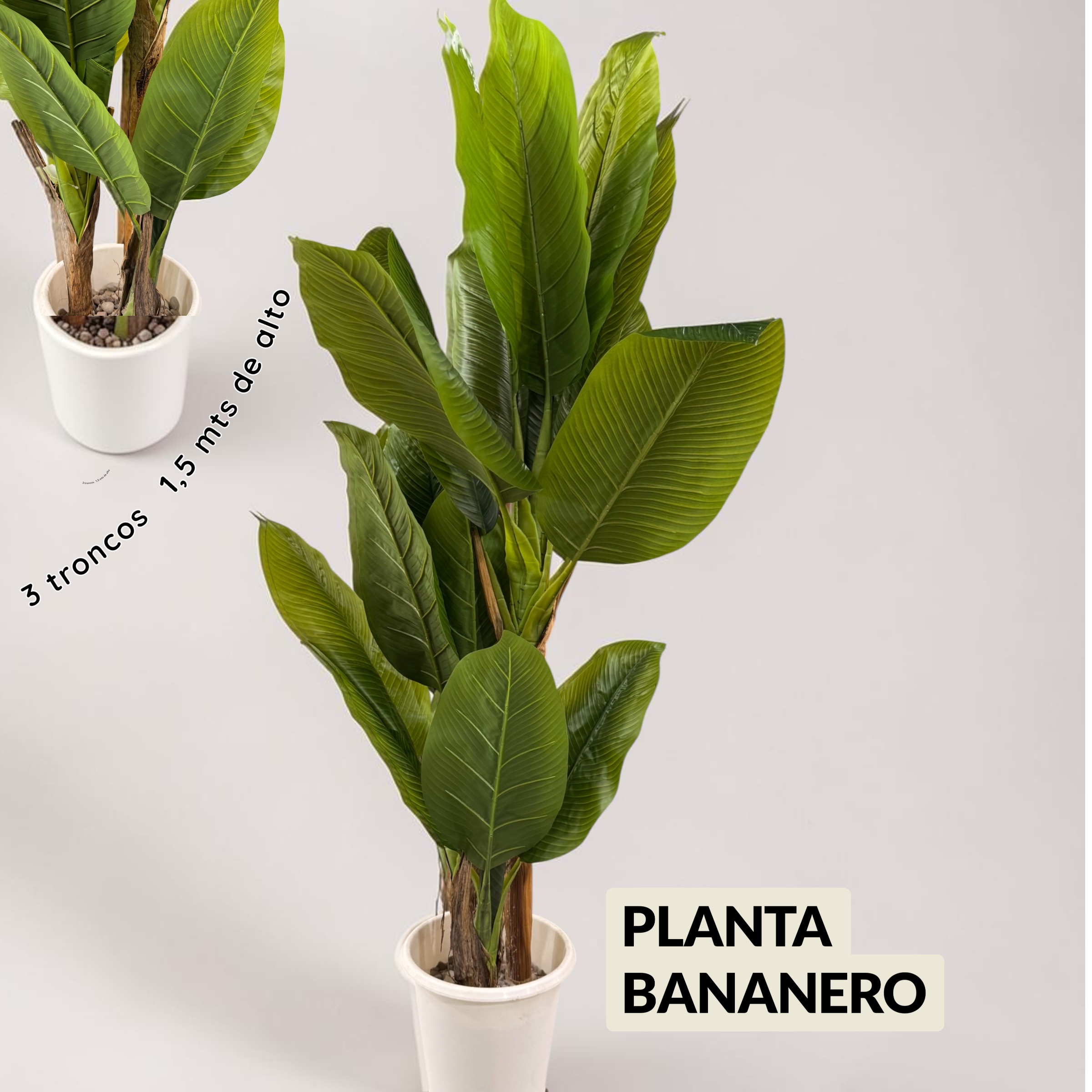 PLANTA BANANERO GIGANTE 1,5MTS DE ALTO